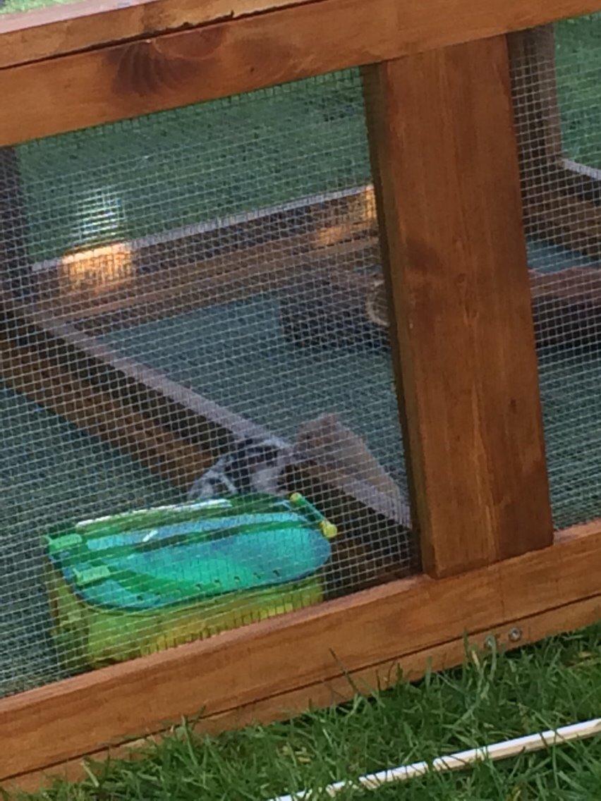 Hamster Sylvester billede 12