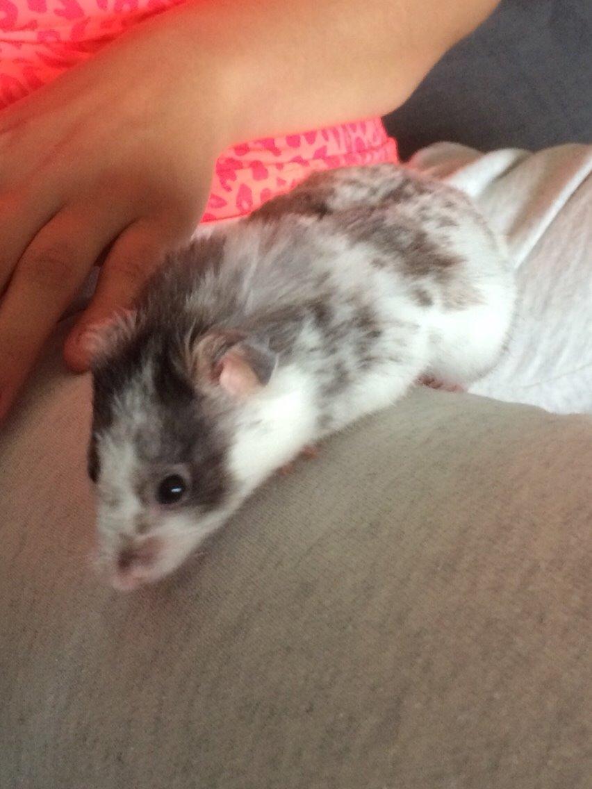 Hamster Sylvester billede 14