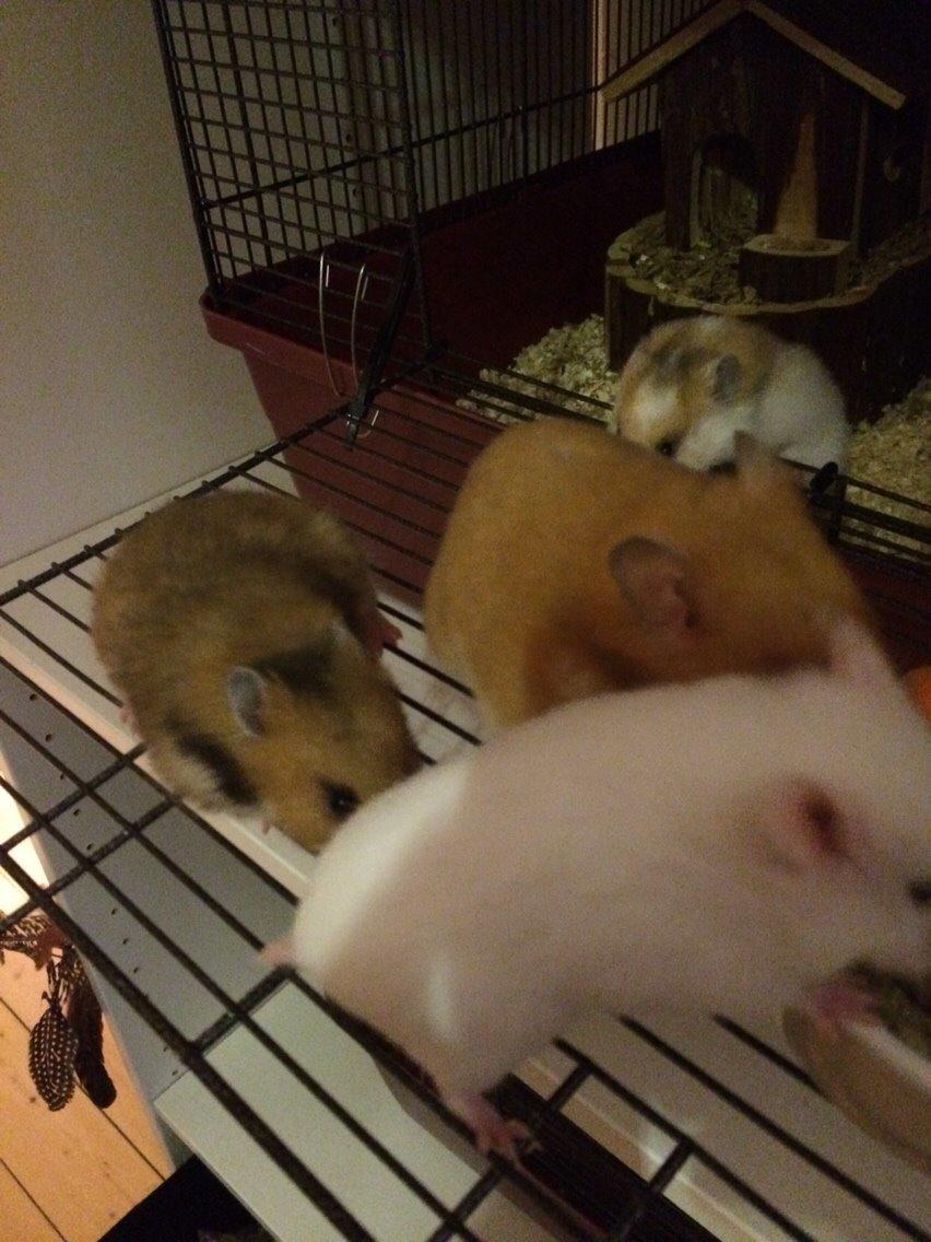 Hamster Sally billede 7