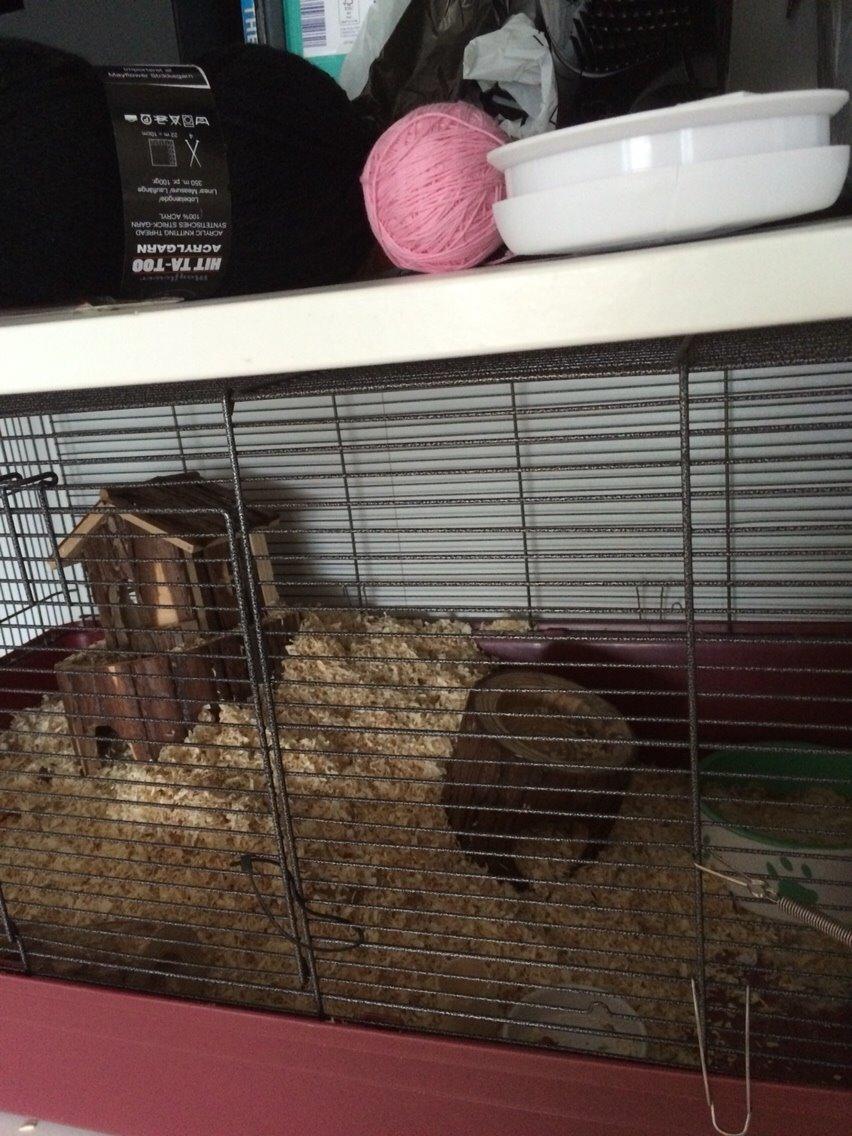 Hamster Sally billede 8