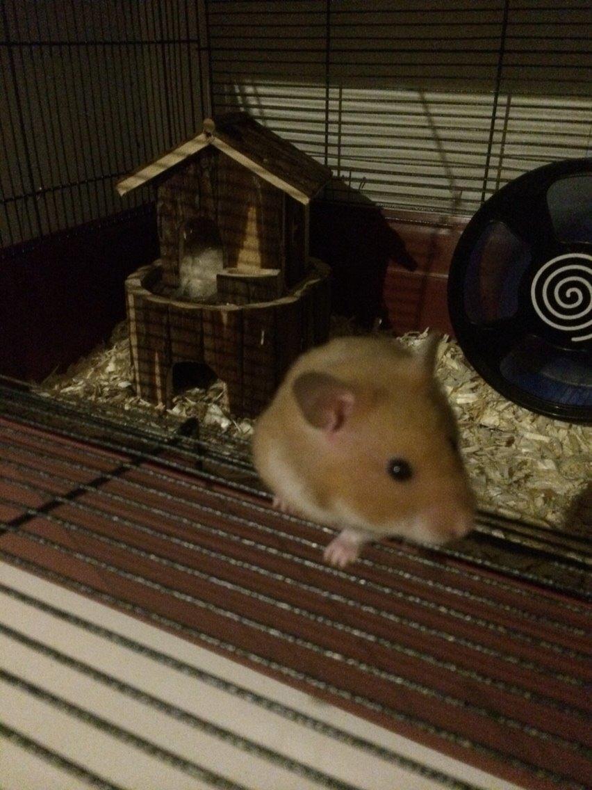 Hamster Sally billede 9