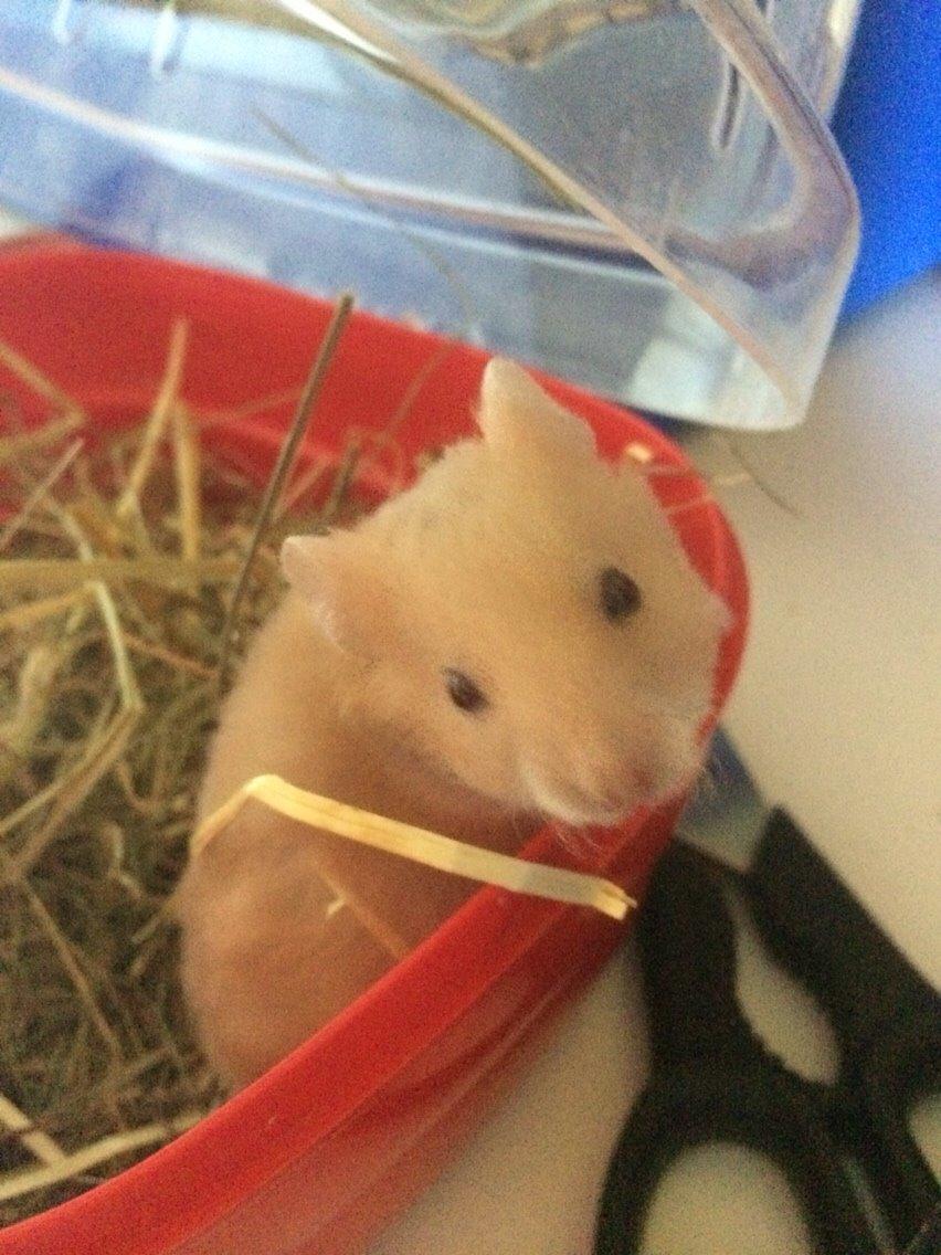 Hamster Sally billede 10