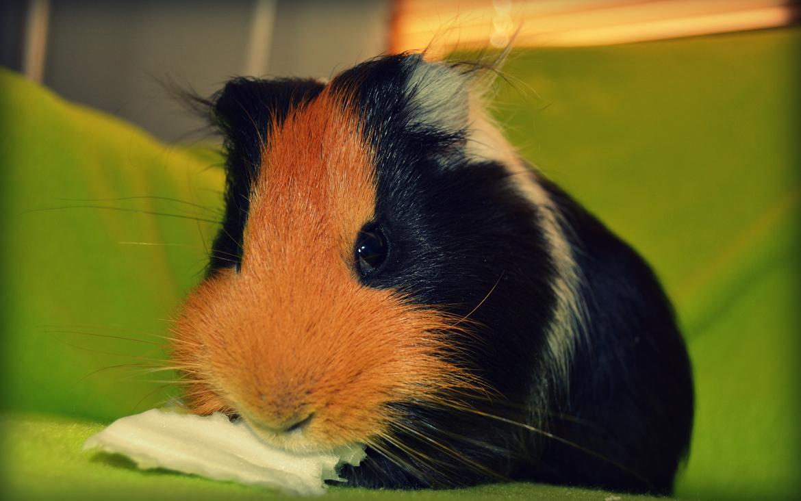 Marsvin Tejs billede 1