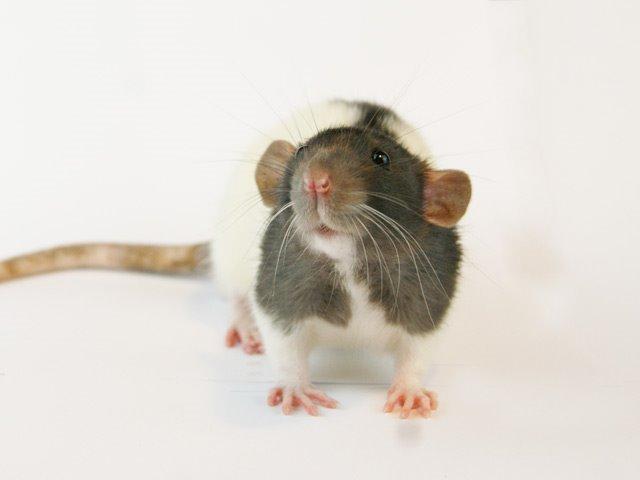 Tamrotte Yui's Tokara Habu billede 2