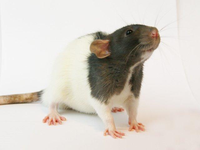 Tamrotte Yui's Tokara Habu billede 3