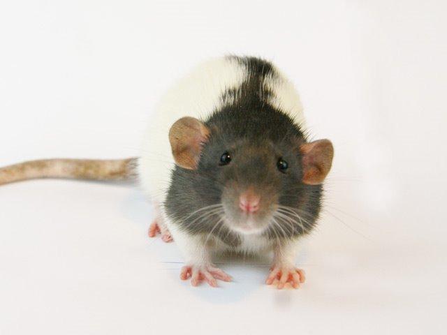 Tamrotte Yui's Tokara Habu billede 1