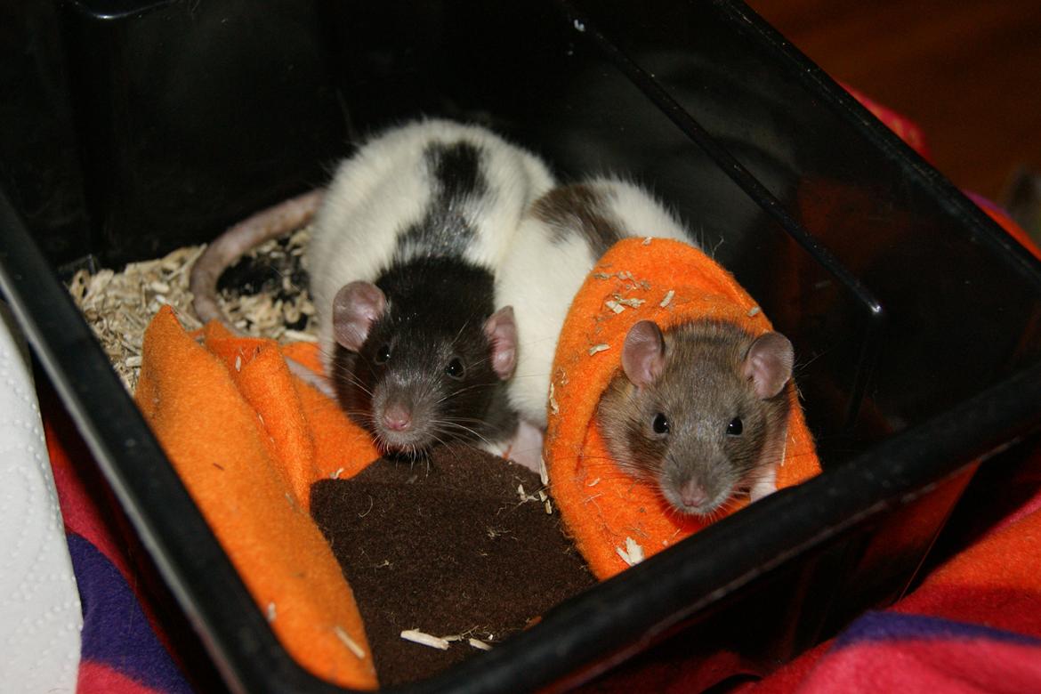 Tamrotte Yui's Tokara Habu billede 5