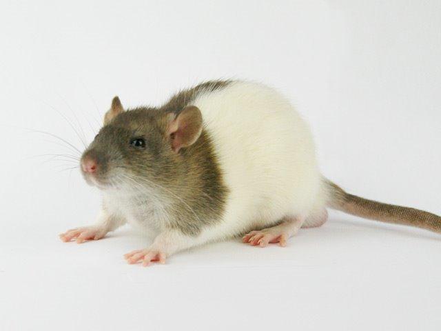 Tamrotte Chocorats Diego billede 1