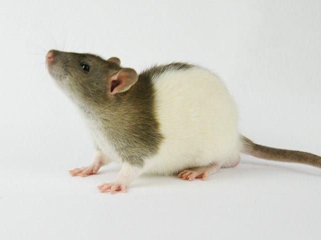 Tamrotte Chocorats Diego billede 2