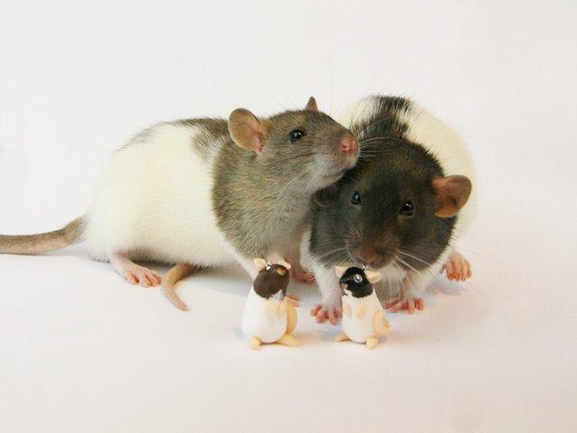 Tamrotte Chocorats Diego billede 3