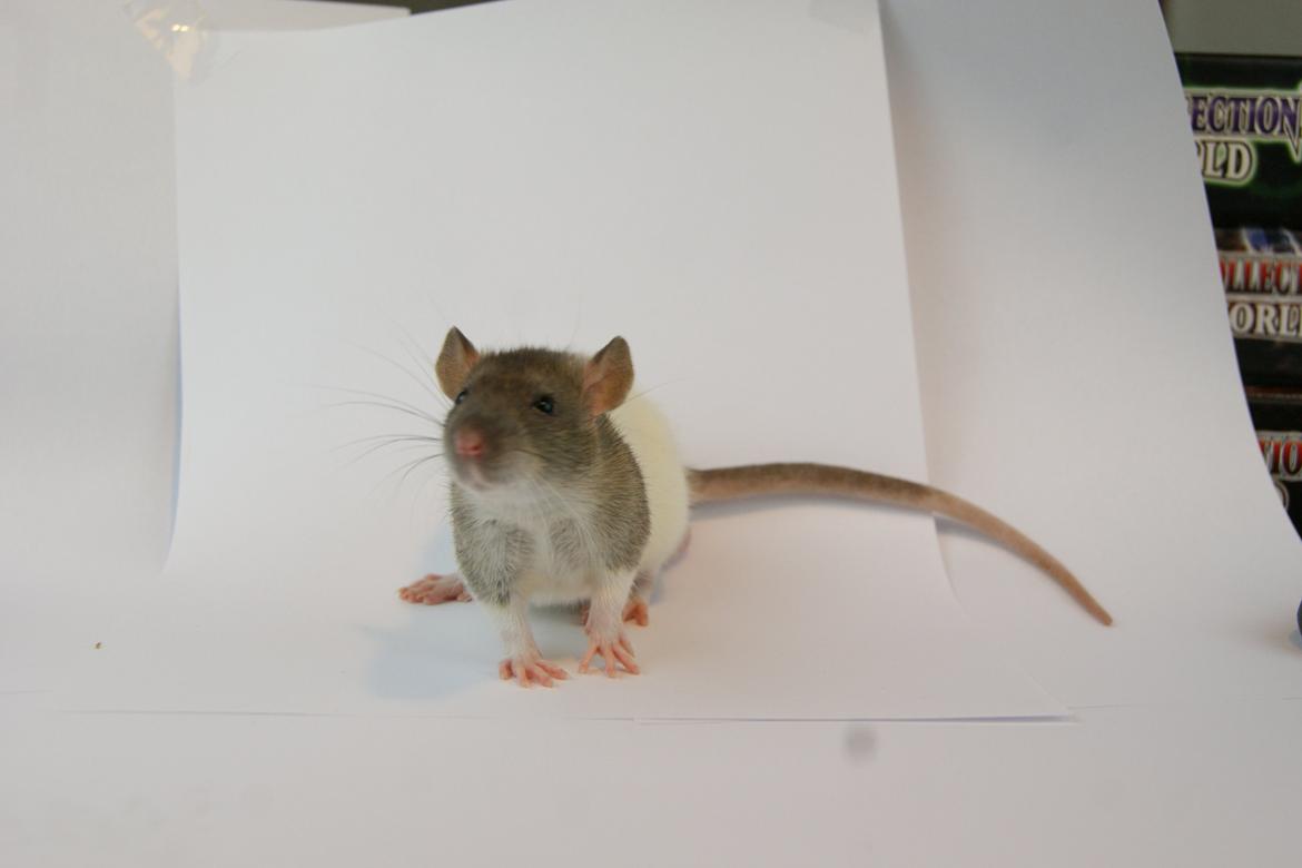 Tamrotte Chocorats Diego billede 5