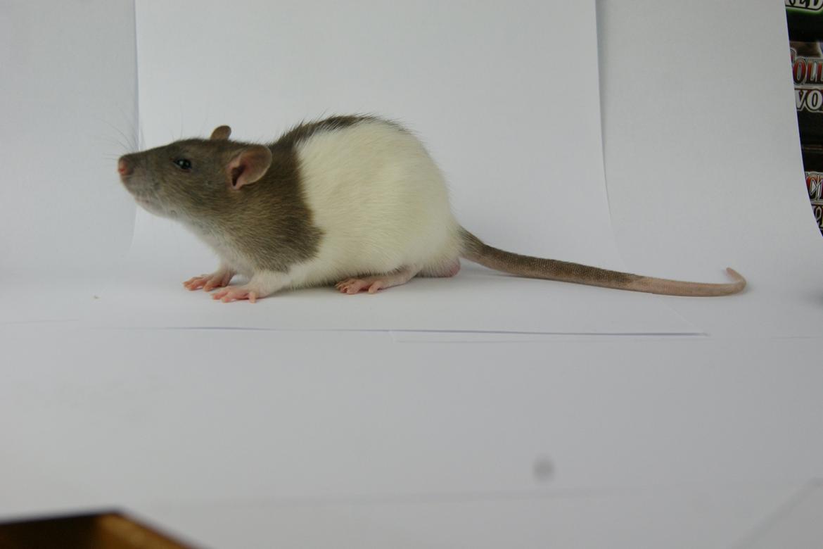 Tamrotte Chocorats Diego billede 6