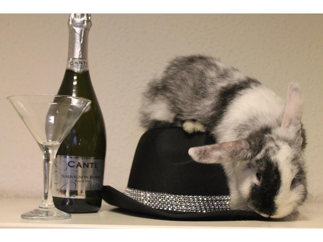 Kanin Mischu  billede 1