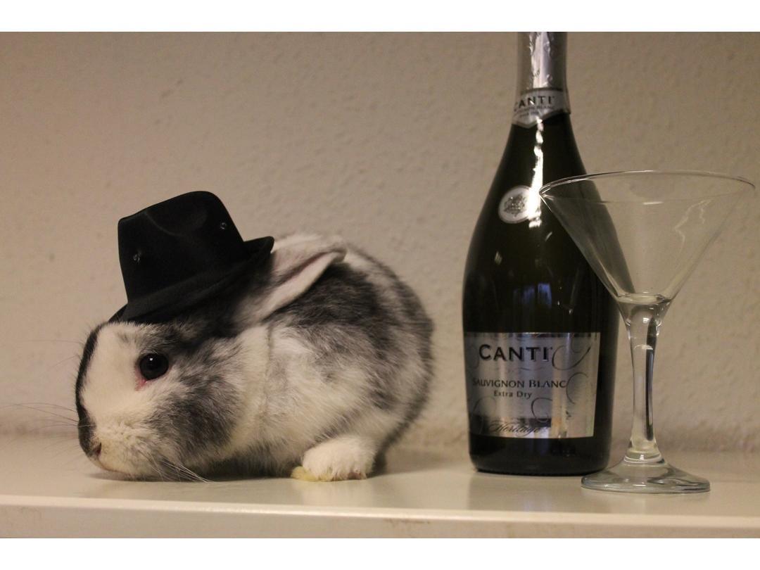 Kanin Mischu  billede 3