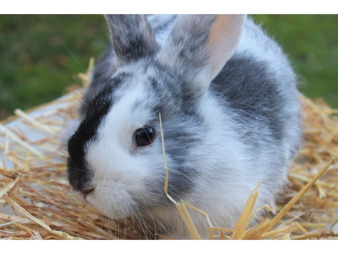 Kanin Mischu  billede 4