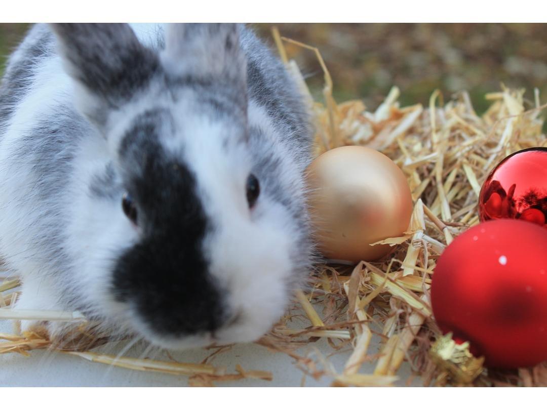 Kanin Mischu  billede 5