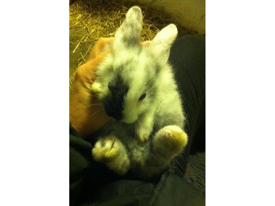Kanin Mischu  billede 6