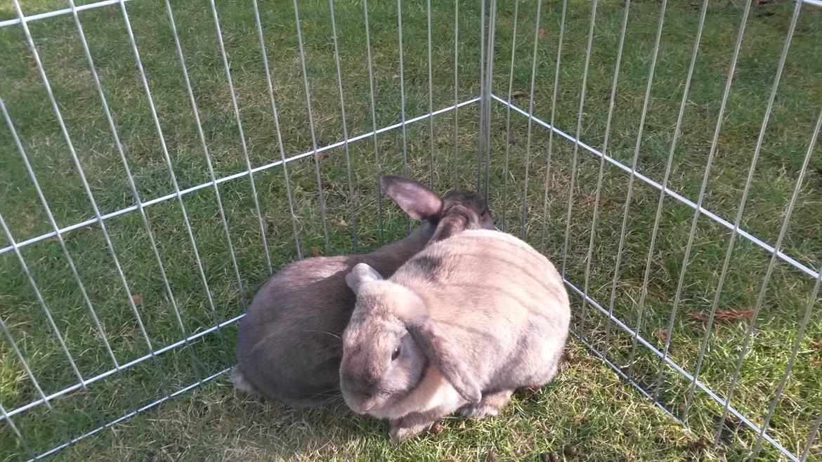 Kanin Cita billede 14