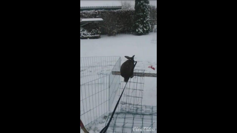 Kanin Trunte billede 19