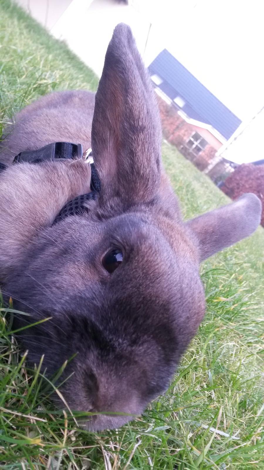 Kanin Trunte billede 20