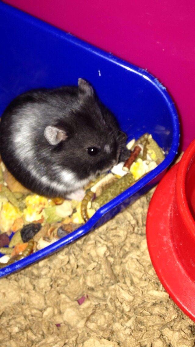 Dværghamster Baby billede 2