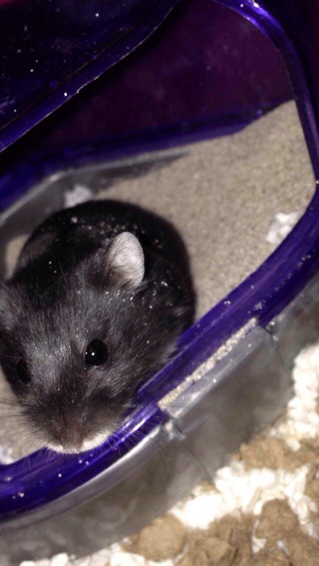 Dværghamster Baby billede 3