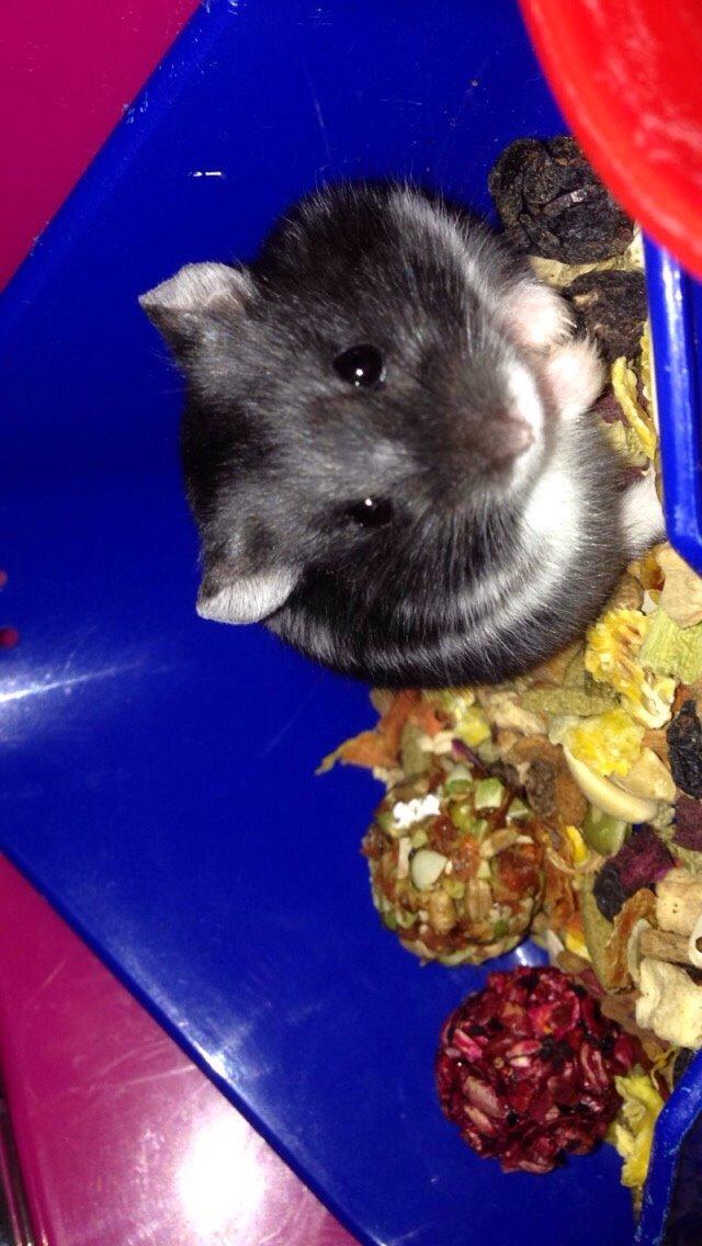 Dværghamster Baby billede 1