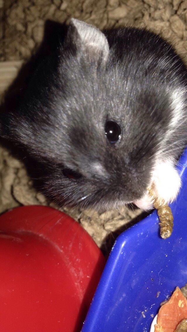Dværghamster Baby billede 4
