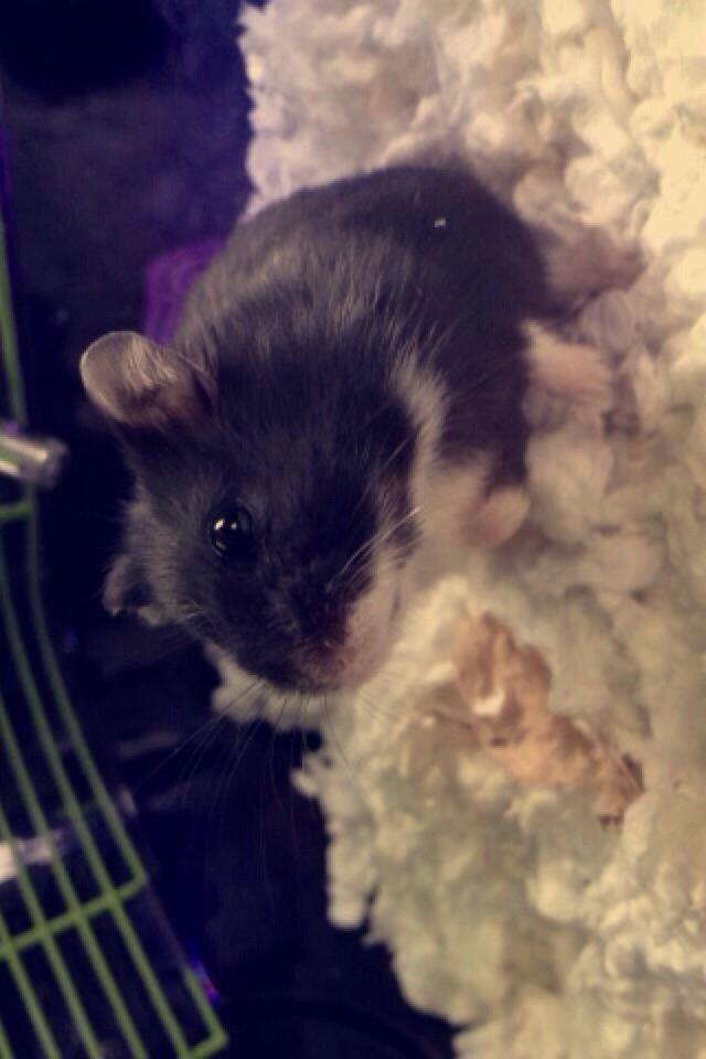 Dværghamster Baby billede 6