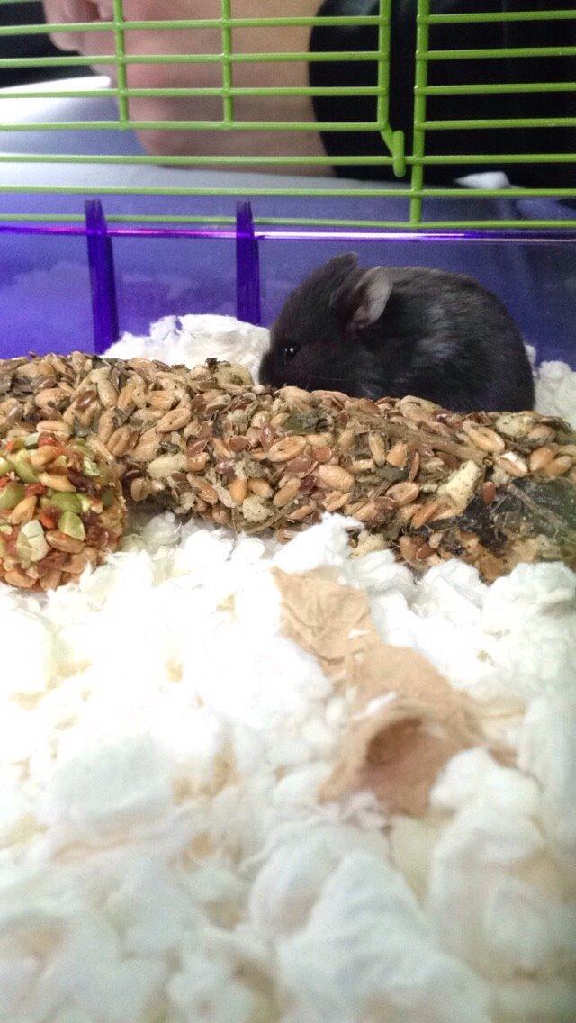 Dværghamster Baby billede 7