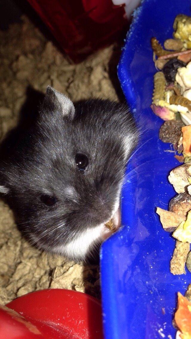 Dværghamster Baby billede 5