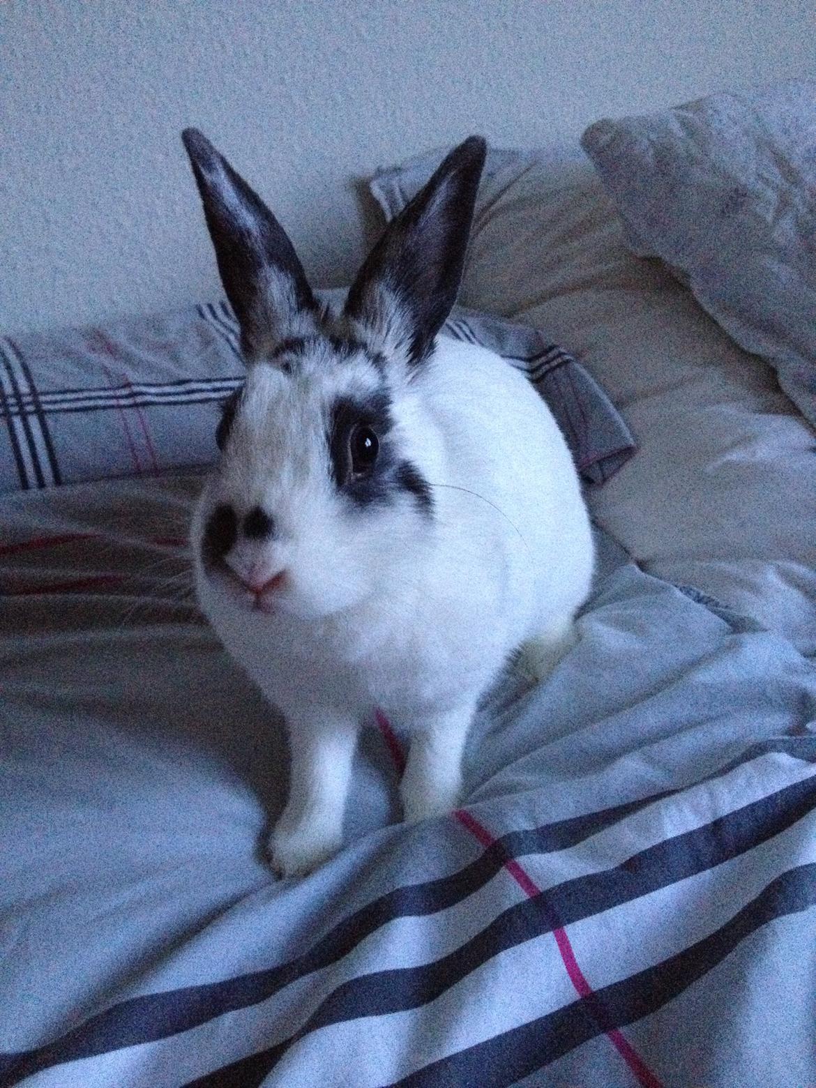 Kanin Ninus billede 27