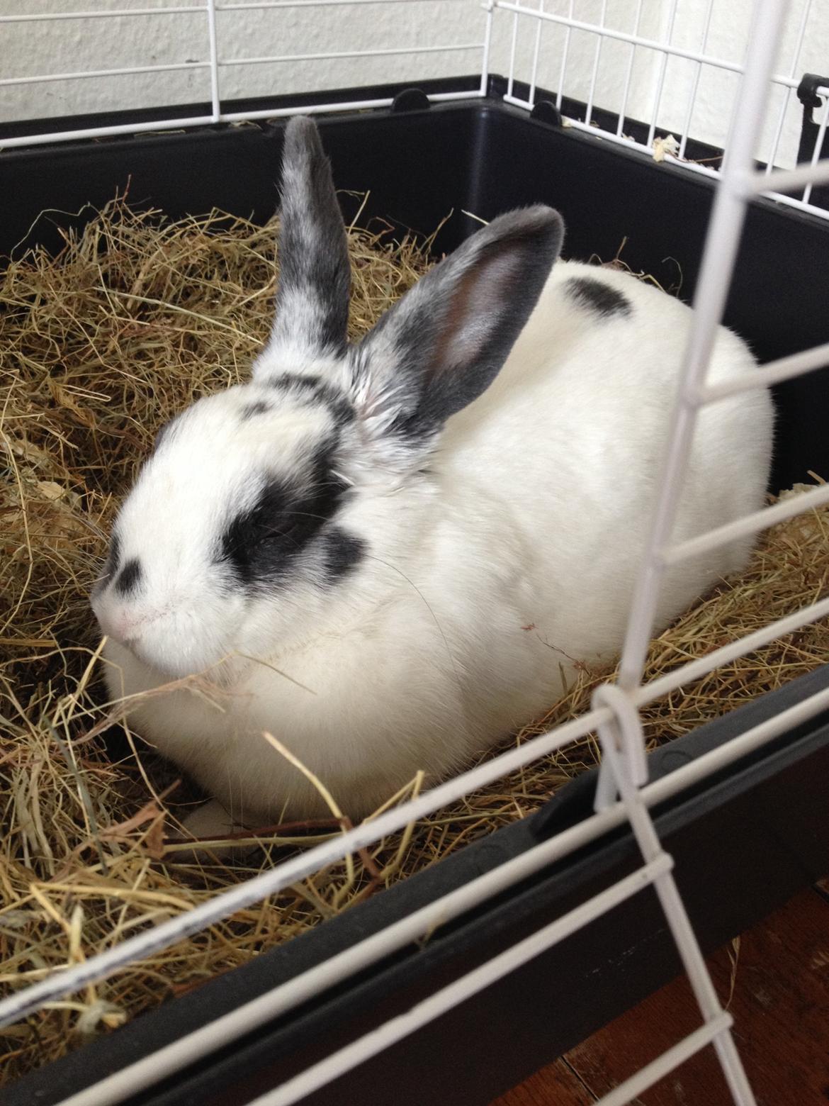 Kanin Ninus - Ninus efter hun er blevet steriliseret  billede 29