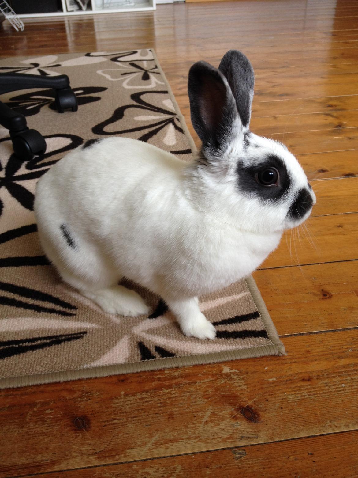 Kanin Ninus billede 28