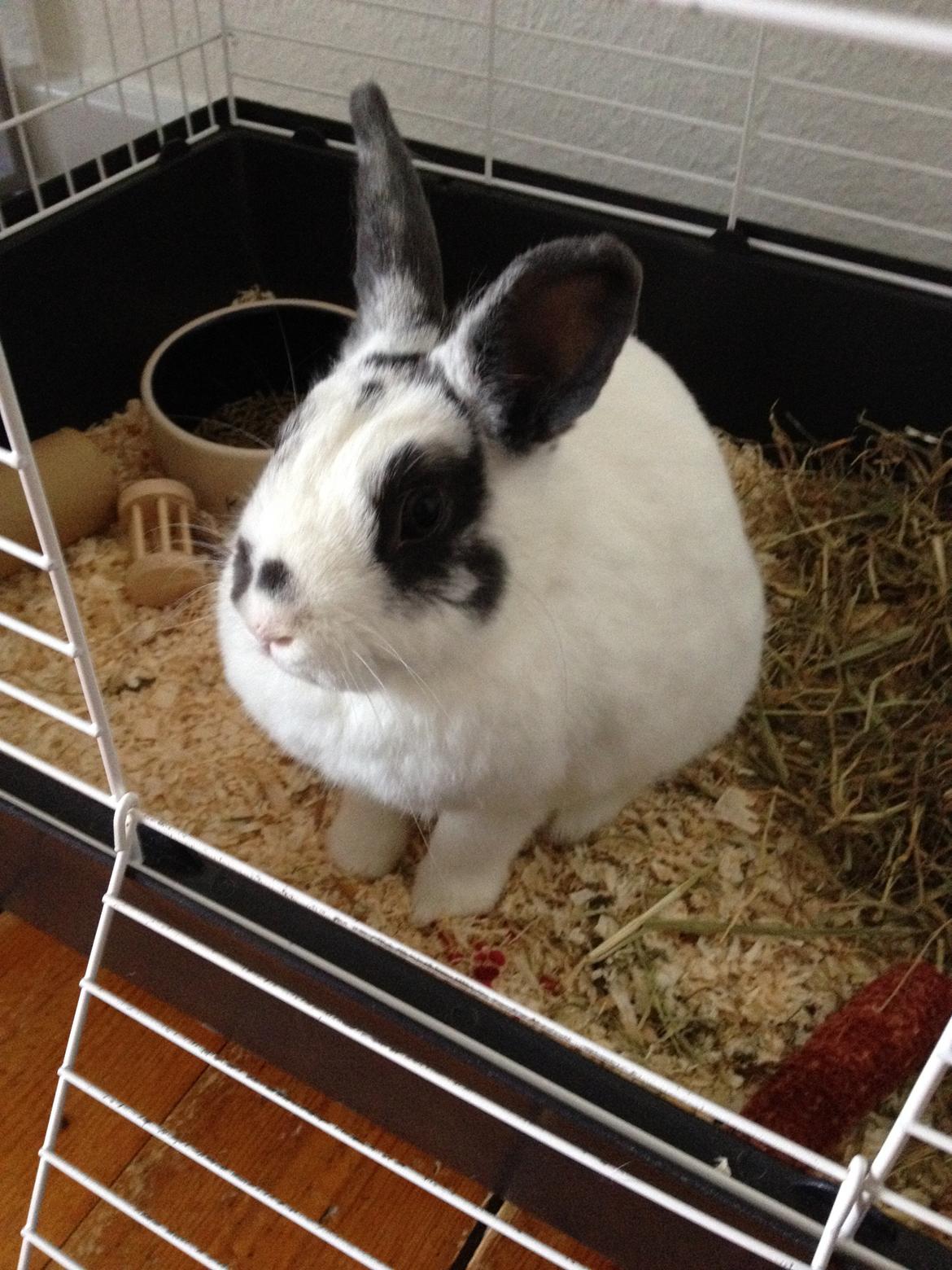 Kanin Ninus billede 32