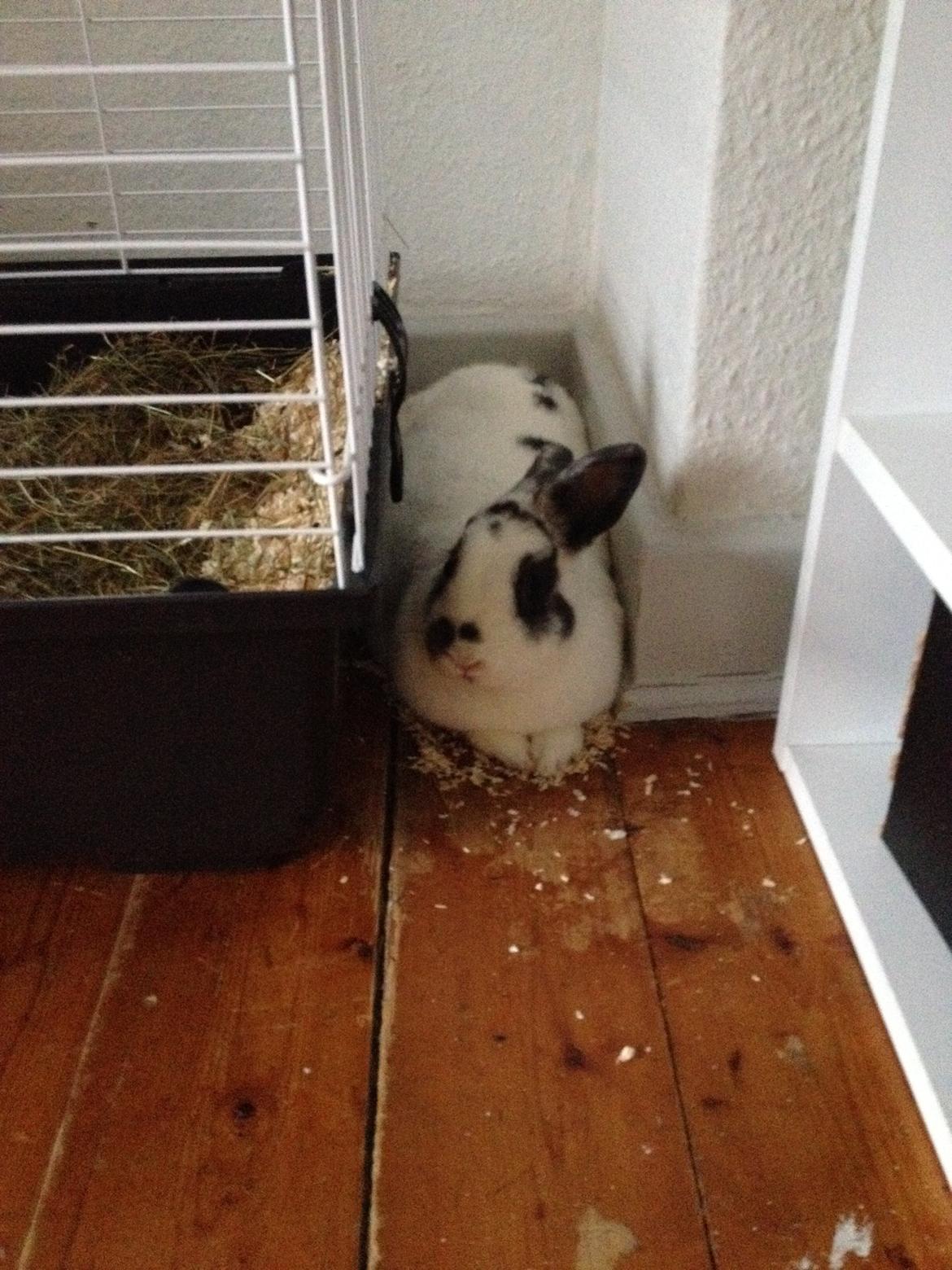 Kanin Ninus billede 33