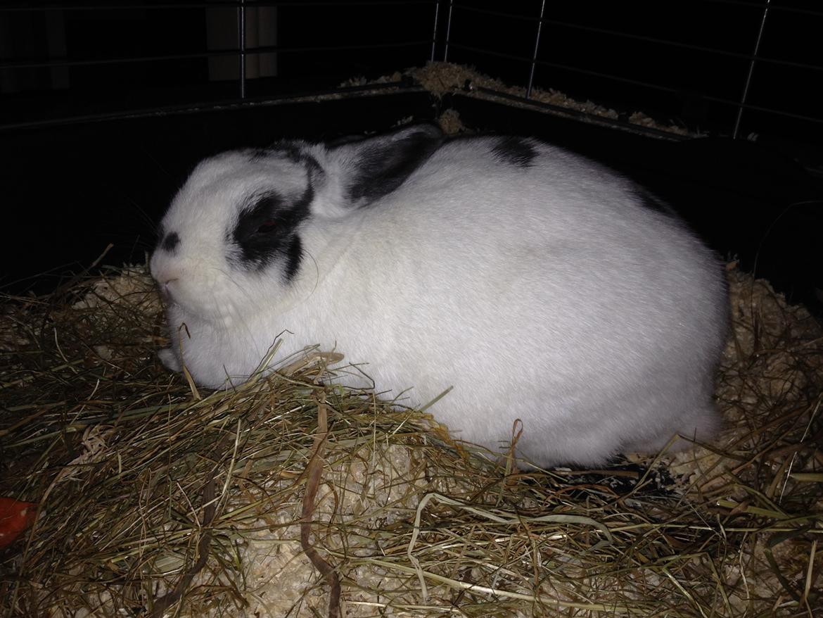 Kanin Ninus - Godnat ZzzZzz billede 34