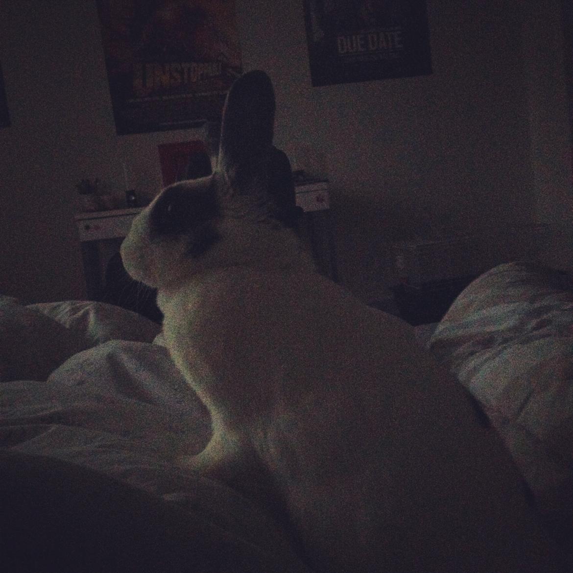 Kanin Ninus - Ninus er oppe og vække os :-) billede 31