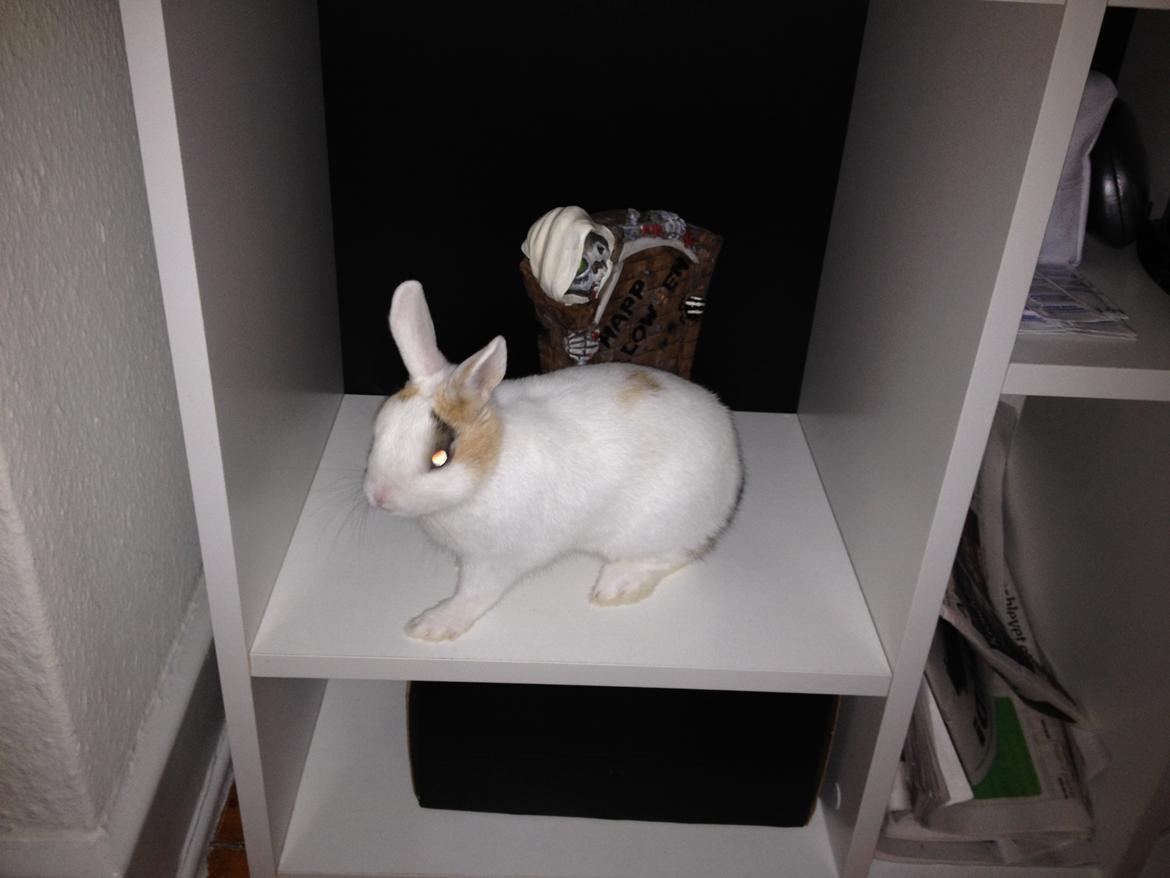 Kanin Birkegades Plet billede 18