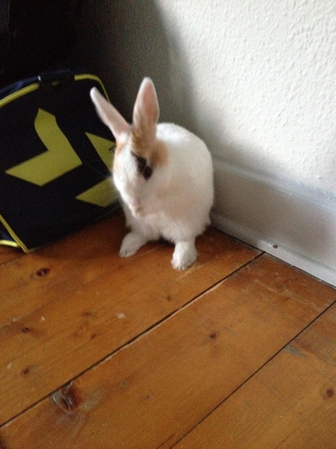 Kanin Birkegades Plet billede 20