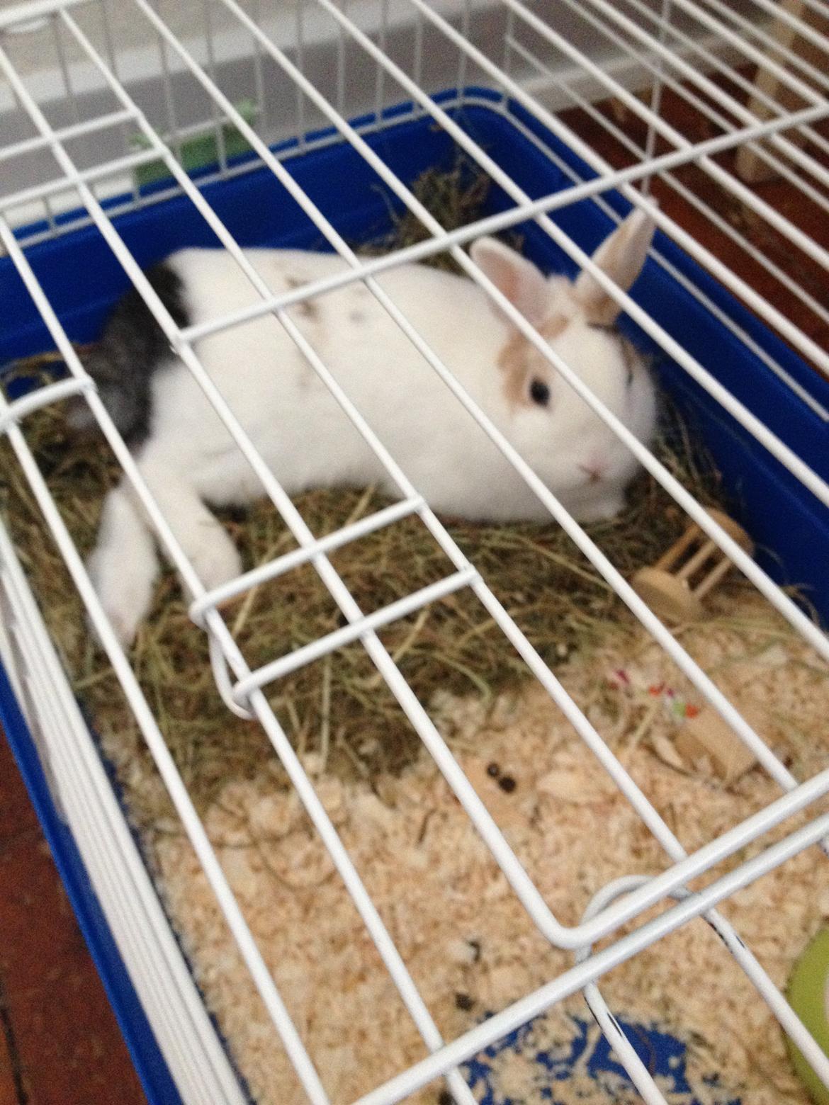 Kanin Birkegades Plet billede 22