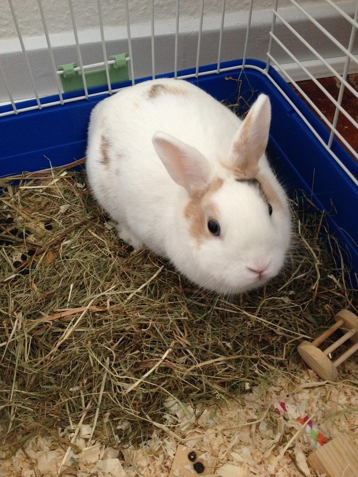 Kanin Birkegades Plet billede 23