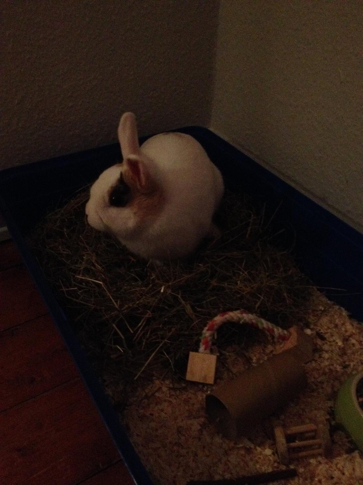 Kanin Birkegades Plet billede 24