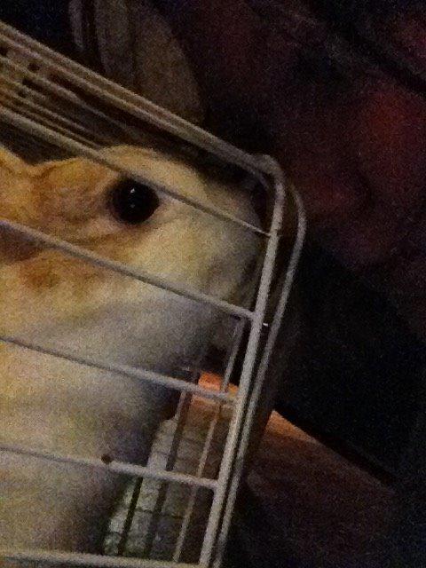 Kanin Birkegades Plet - Du er virkelig savnet, min elskede Bettefis <3  billede 25