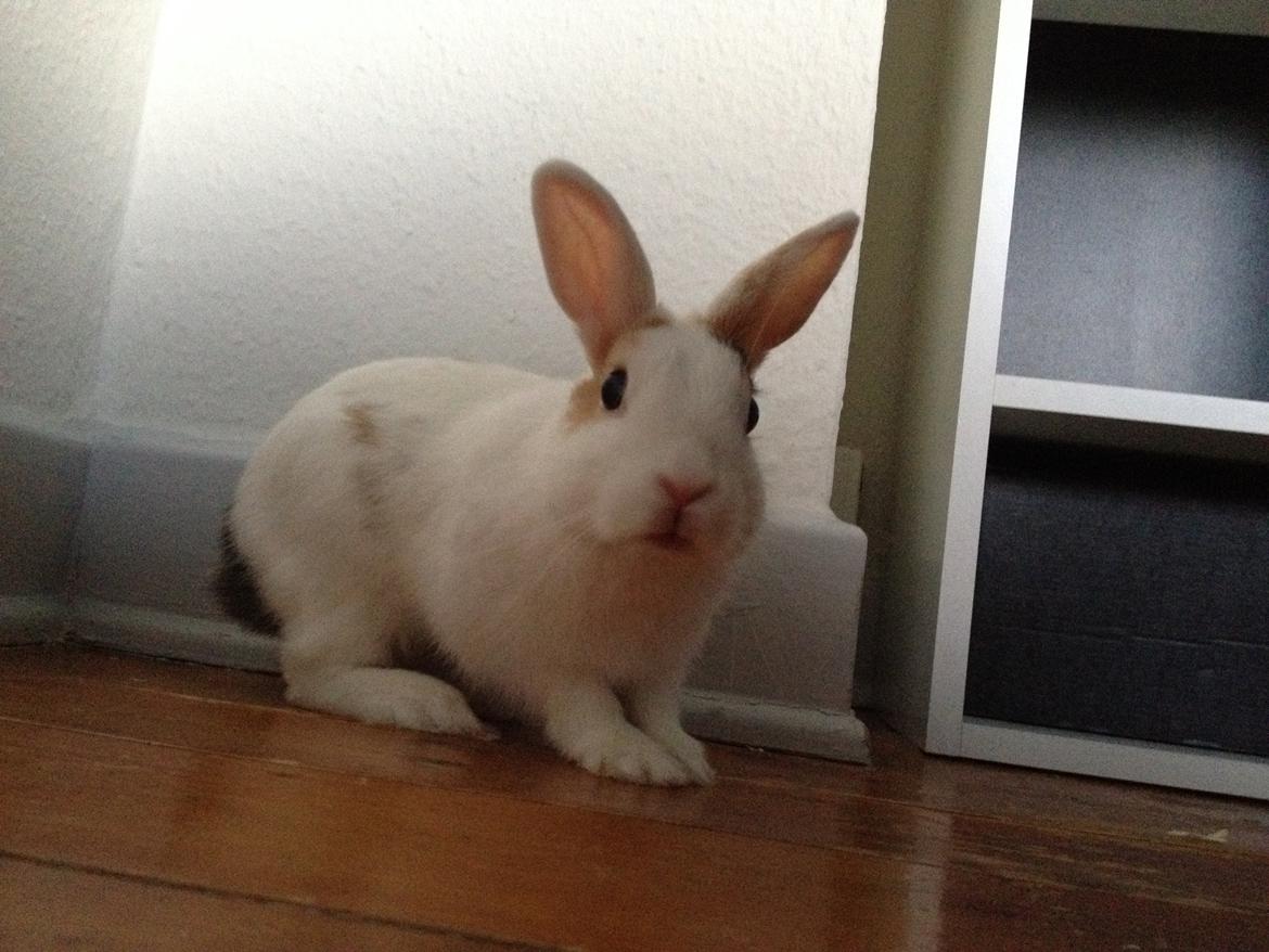 Kanin Birkegades Plet billede 19