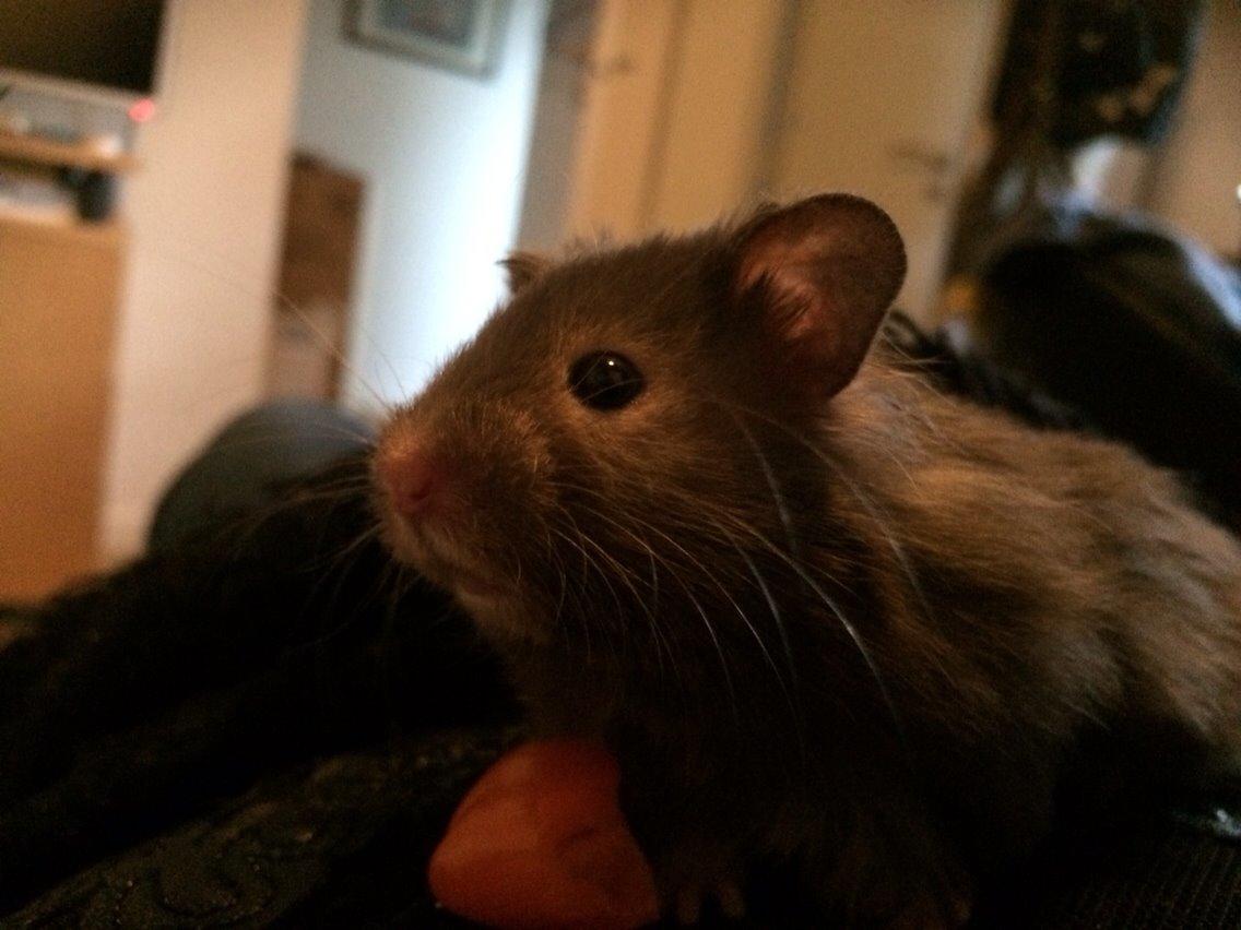 Hamster Pjuske billede 12