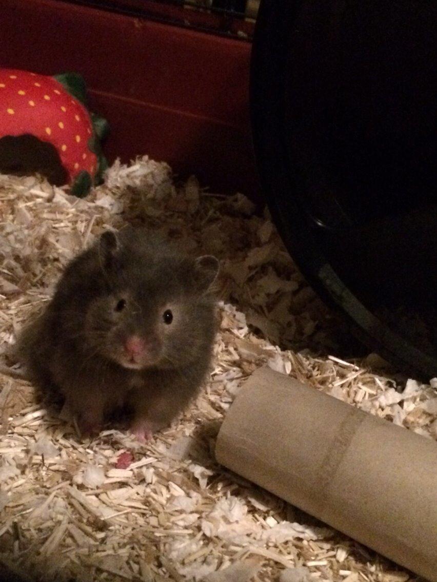 Hamster Pjuske billede 11