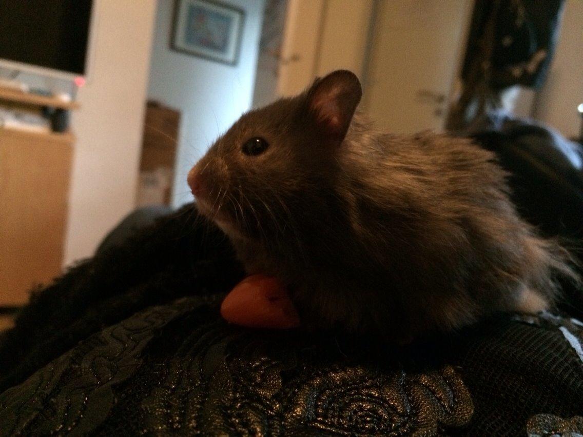 Hamster Pjuske billede 14