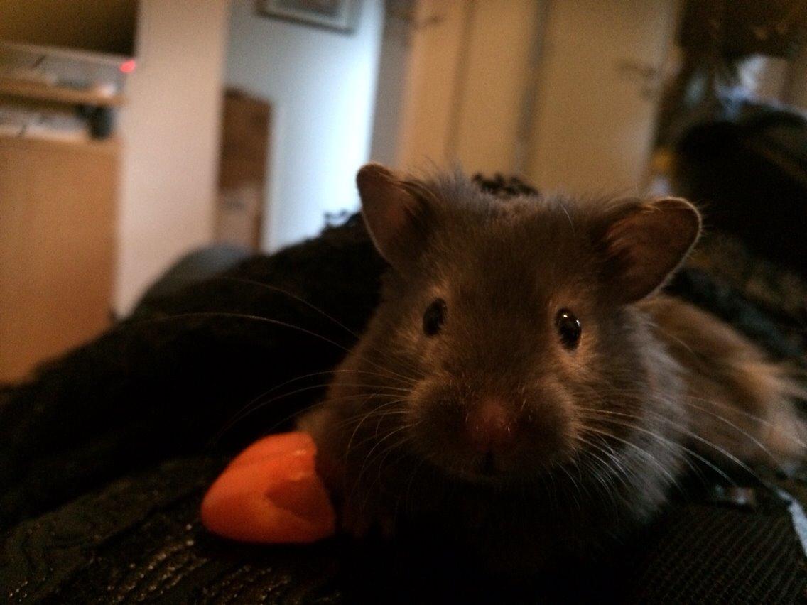 Hamster Pjuske billede 13