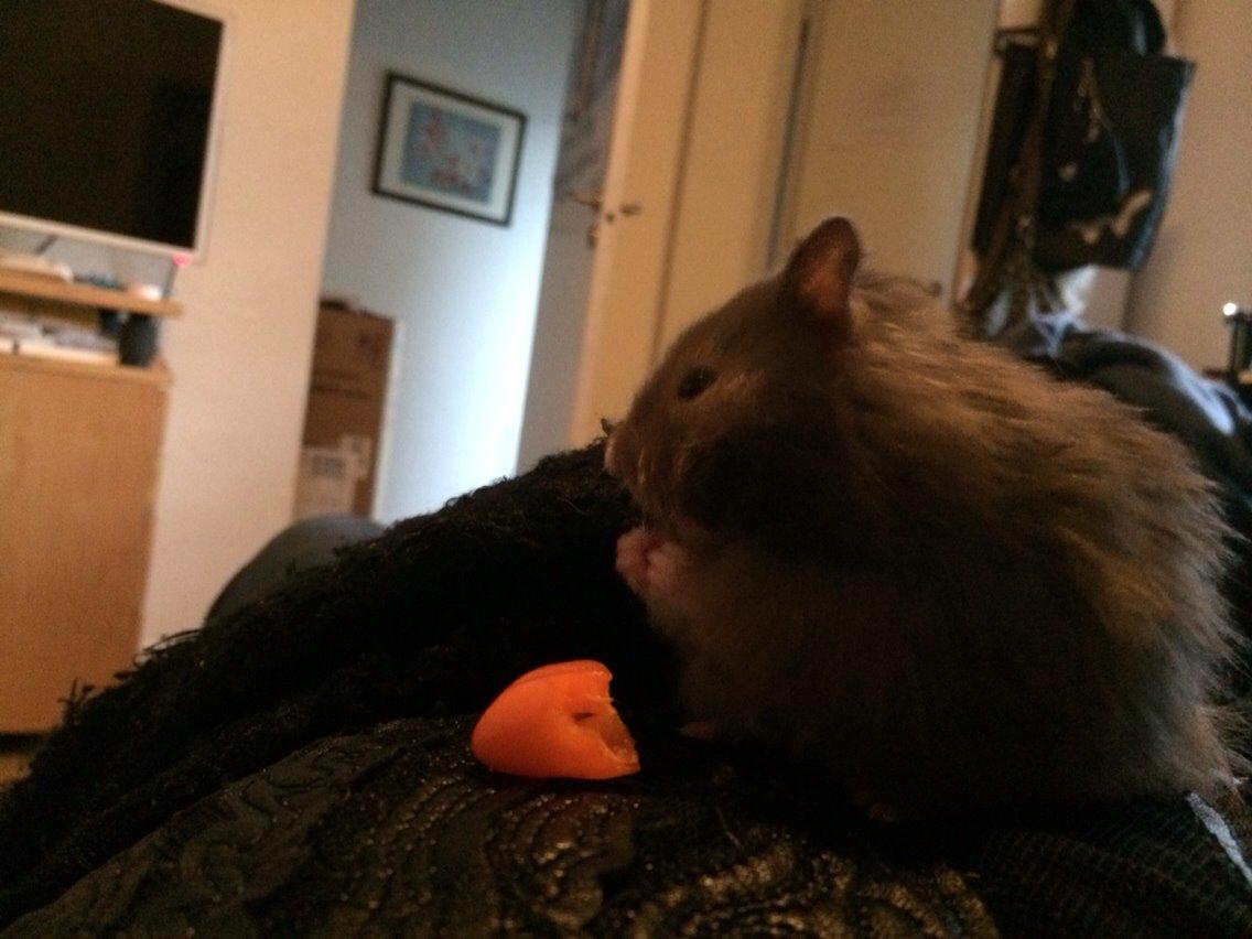 Hamster Pjuske billede 16